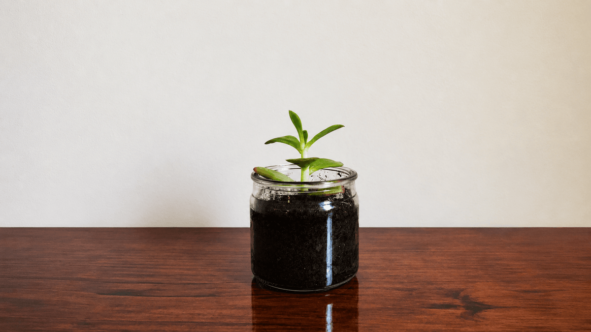 How to Get Wax Out of a Candle Jar — And 8 Ways to Reuse It After